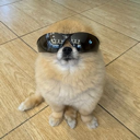 Kori The Pom