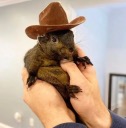 Peanut the Squirrel